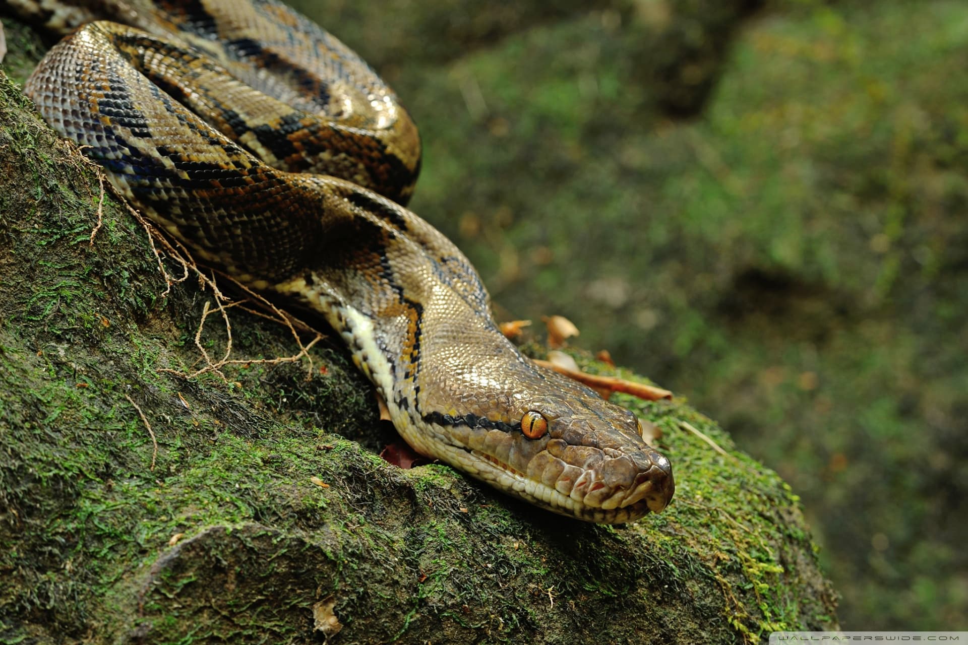 Python Unlocked: The Language That Opens Doors